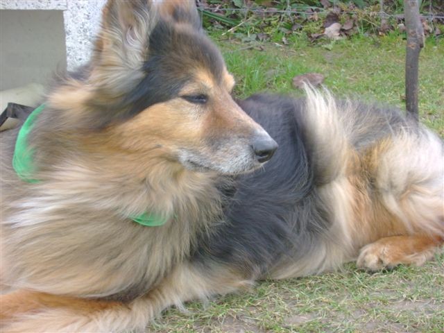 saila herztod.jpg